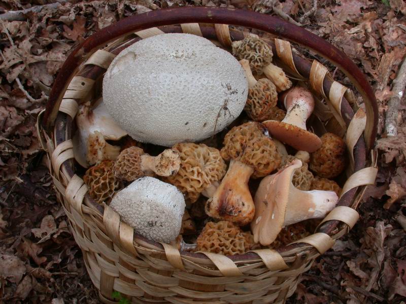 Mycoflora  toscana - Che grande soddisfazione....
